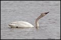 _4SB7075 immature tundra swan